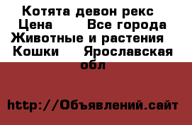 Котята девон рекс › Цена ­ 1 - Все города Животные и растения » Кошки   . Ярославская обл.
